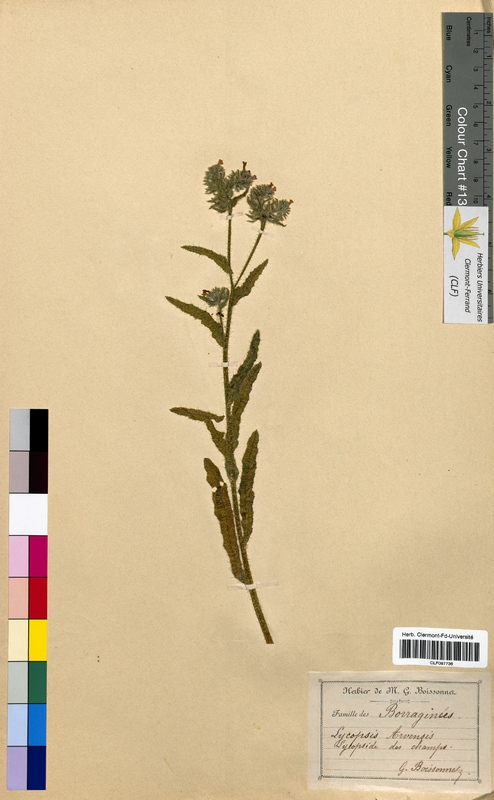 Lycopsis arvensis (Boraginaceae)