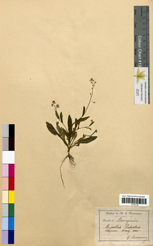 Myosotis palustris (Boraginaceae)