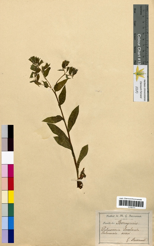 Pulmonaria saccharata (Boraginaceae)