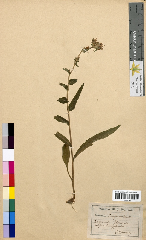 Campanula glomerata (Campanulaceae)