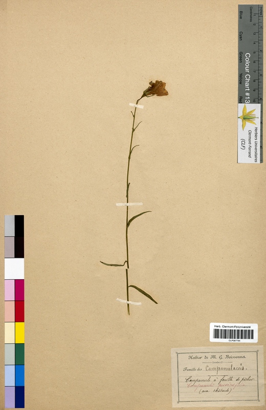 Campanula persicifolia (Campanulaceae)