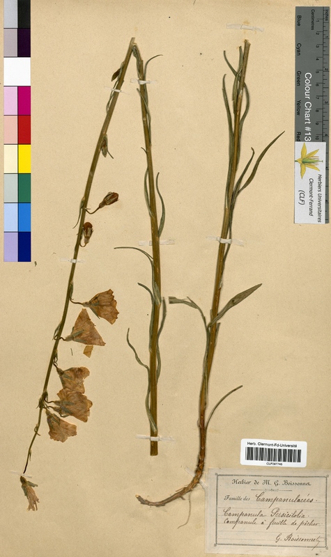 Campanula persicifolia (Campanulaceae)