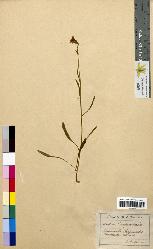 Campanula rapunculus (Campanulaceae)