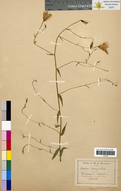 Campanula rapunculus (Campanulaceae)