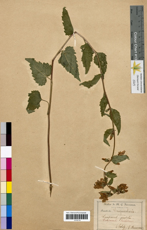 Campanula trachelium (Campanulaceae)