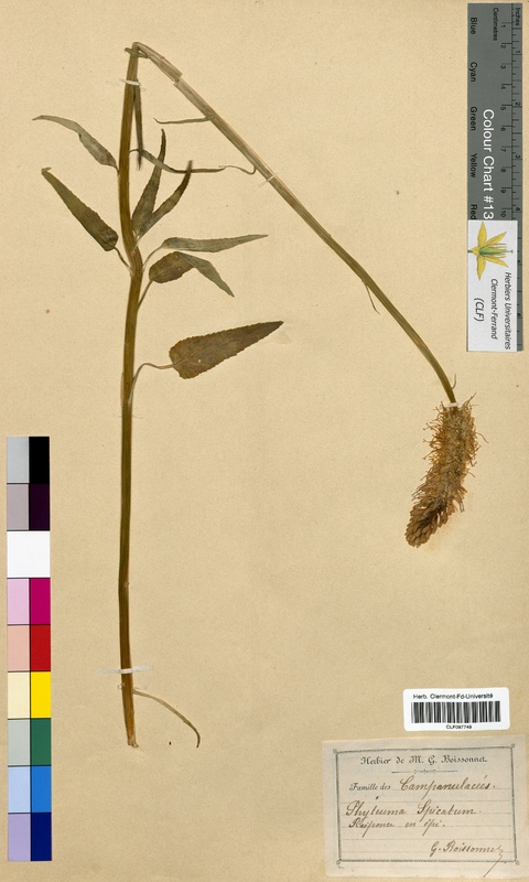 Phyteuma spicatum (Campanulaceae)