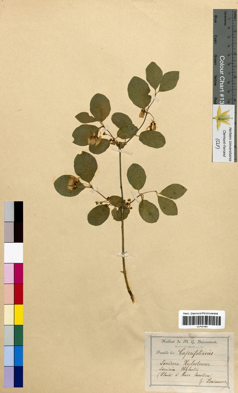 Lonicera xylosteum (Caprifoliaceae)