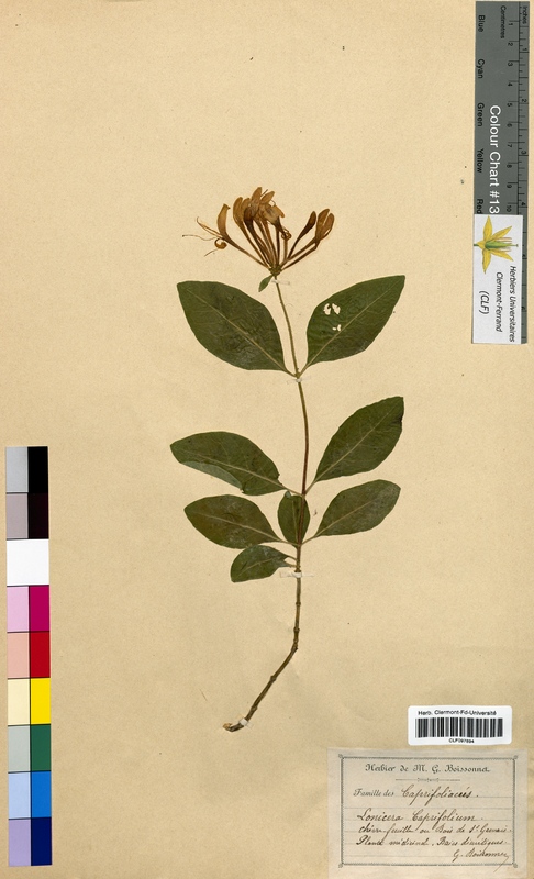 Lonicera caprifolium (Caprifoliaceae)