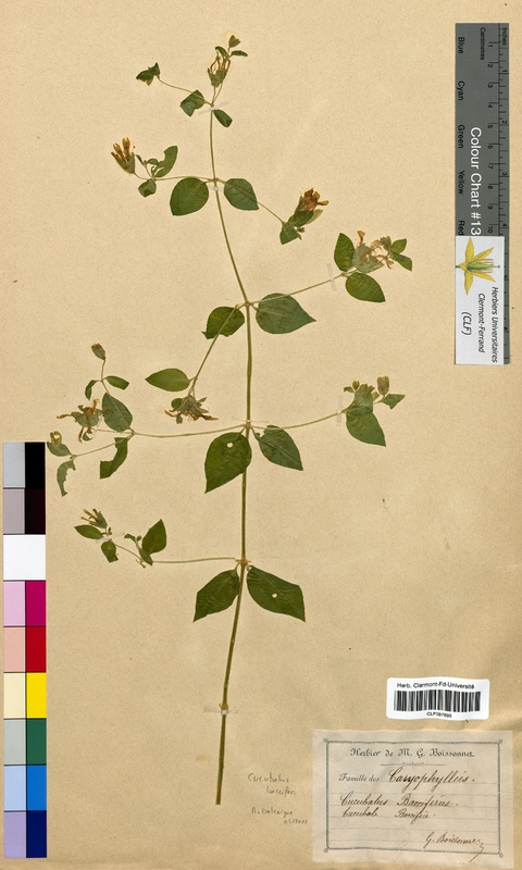 Cucubalus baccifer (Caryophyllaceae)