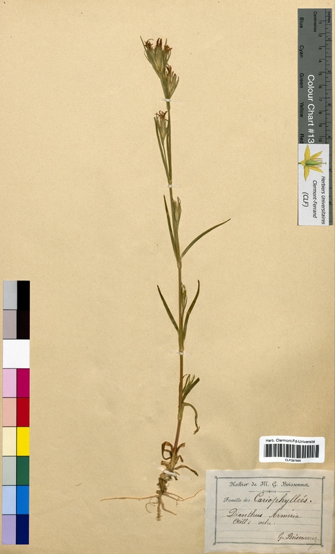 Dianthus armeria (Caryophyllaceae)