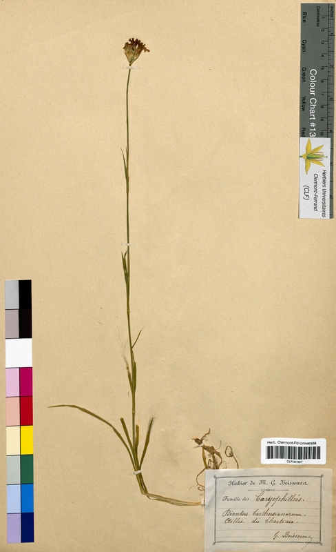 Dianthus carthusianorum (Caryophyllaceae)