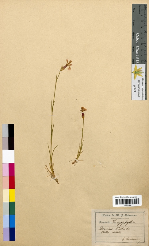 Dianthus deltoides (Caryophyllaceae)