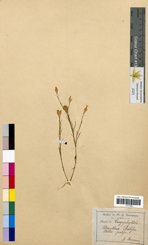 Dianthus prolifer (Caryophyllaceae)