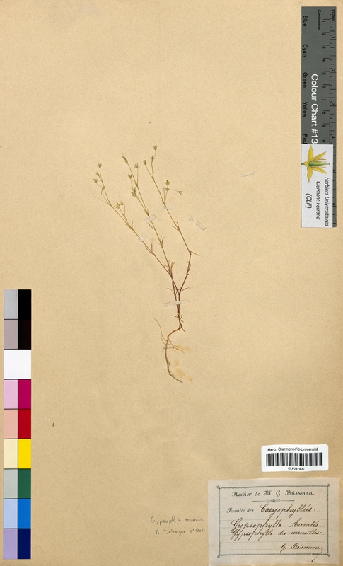 Gypsophila muralis (Caryophyllaceae)