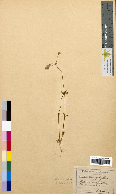 Holosteum umbellatum (Caryophyllaceae)