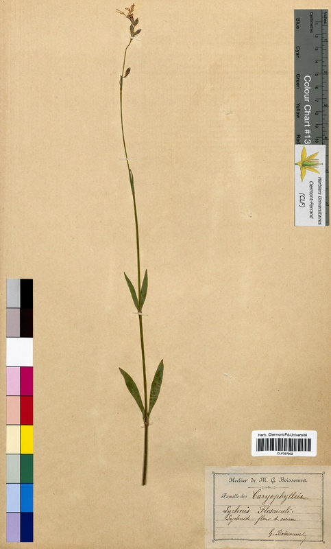 Lychnis flos-cuculi (Caryophyllaceae)