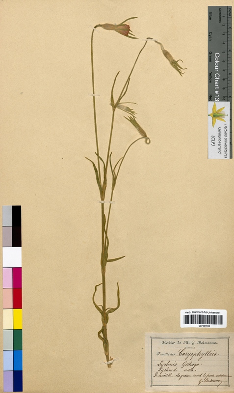 Lychnis githago (Caryophyllaceae)