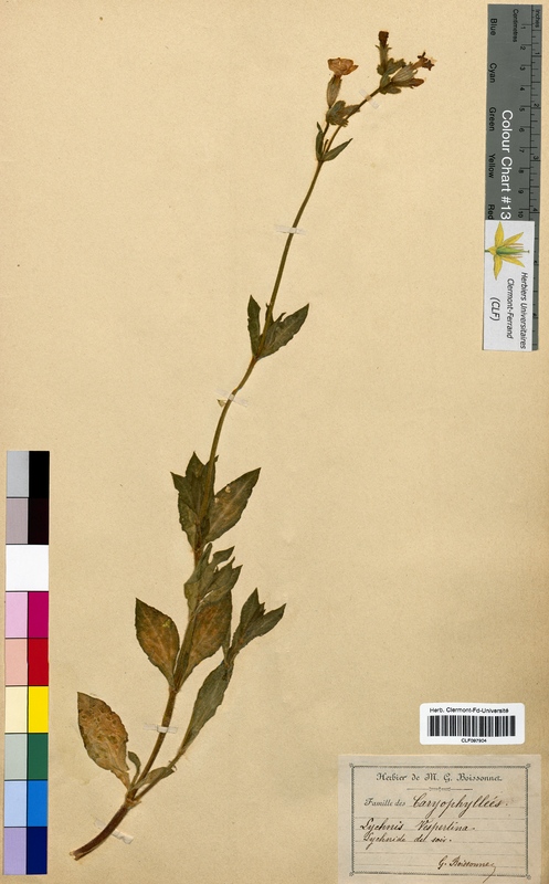 Lychnis vespertina (Caryophyllaceae)