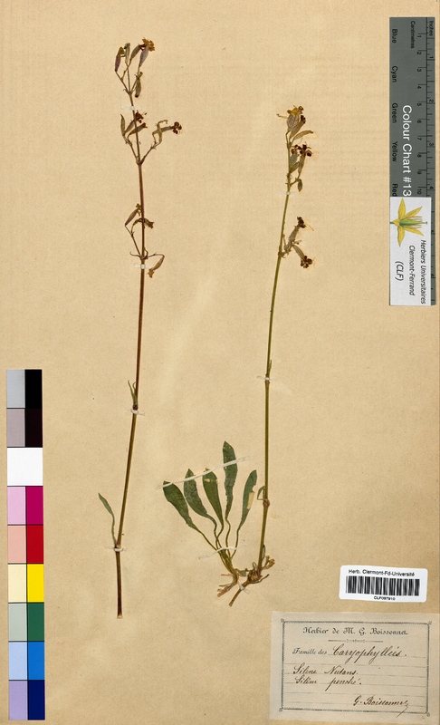 Silene nutans (Caryophyllaceae)