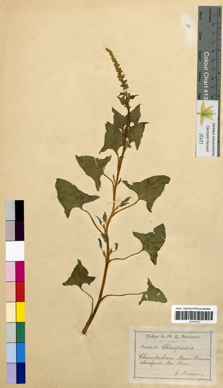 Chenopodium bonus-henricus (Chenopodiaceae)