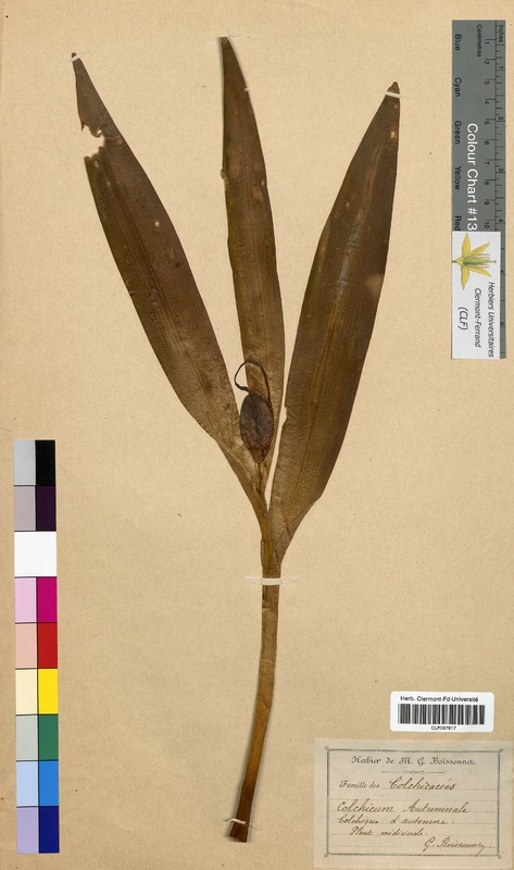 Colchicum autumnale (Colchicaceae)