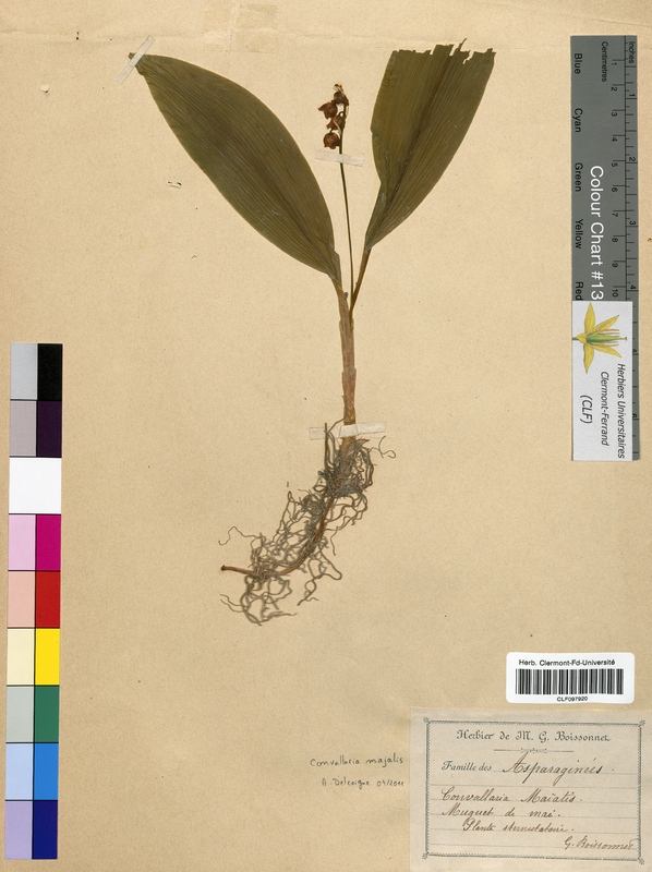 Convallaria majalis (Convallariaceae)
