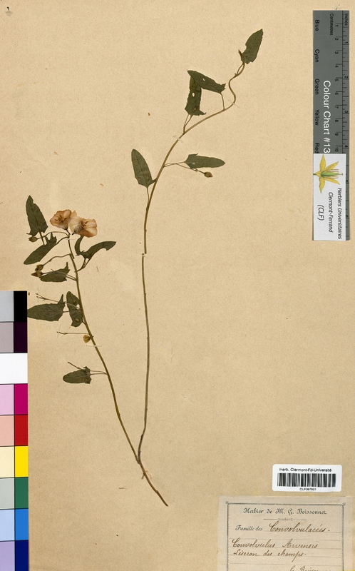 Convolvulus arvensis (Convolvulaceae)