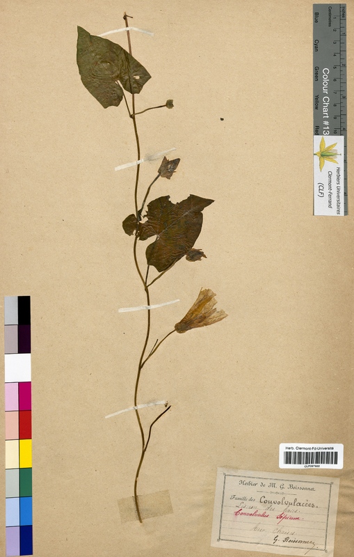 Convolvulus sepium (Convolvulaceae)