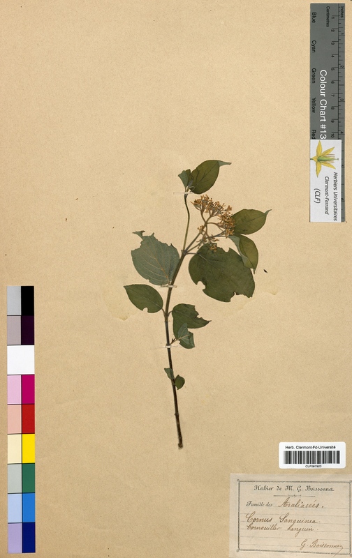 Cornus sanguinea (Cornaceae)