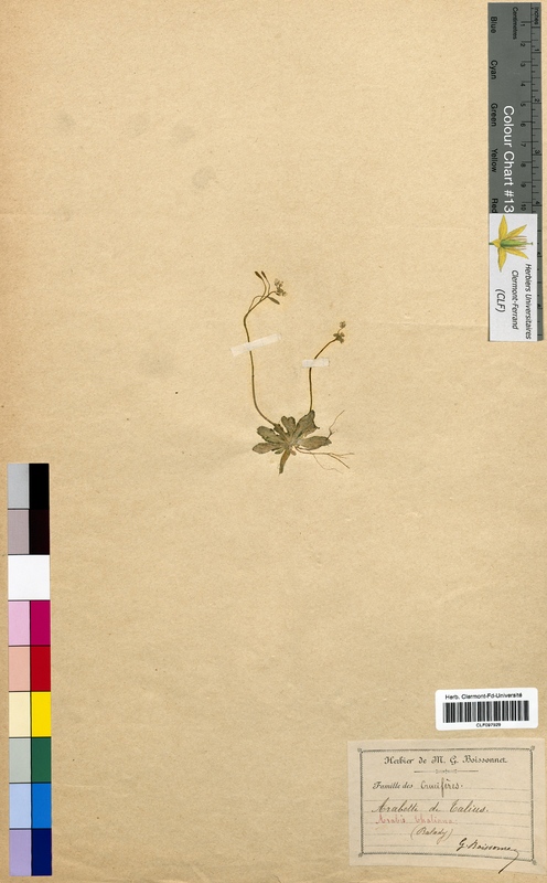 Arabis thaliana (Brassicaceae)