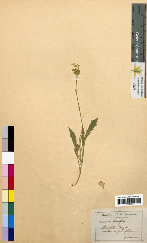 Biscutella laevigata (Brassicaceae)