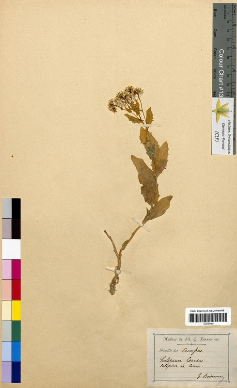 Calepina corvini (Brassicaceae)