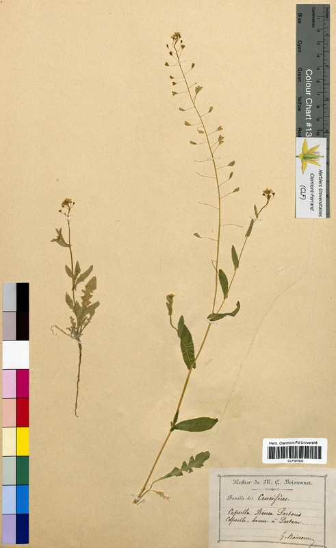 Capsella bursa-pastoris (Brassicaceae)