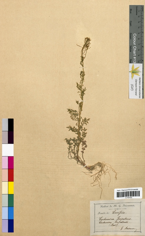 Cardamine impatiens (Brassicaceae)