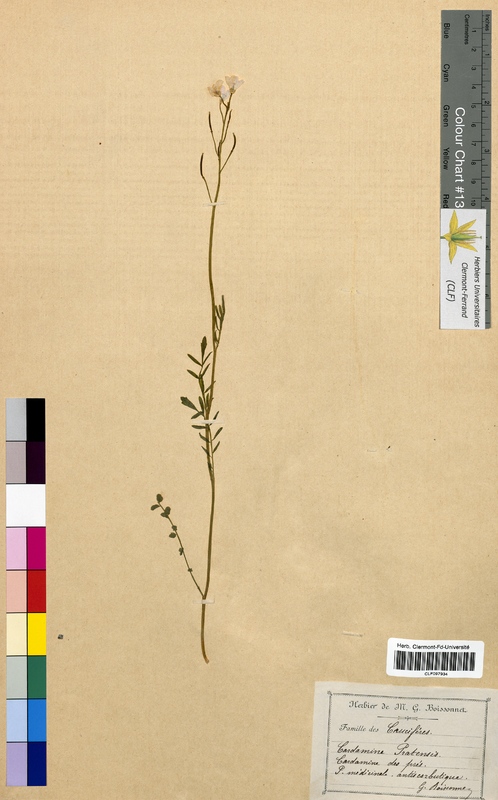 Cardamine pratensis (Brassicaceae)