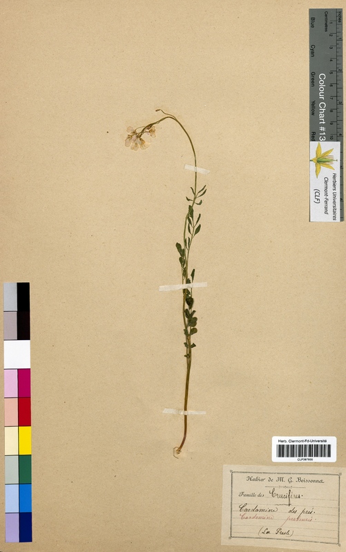 Cardamine pratensis (Brassicaceae)