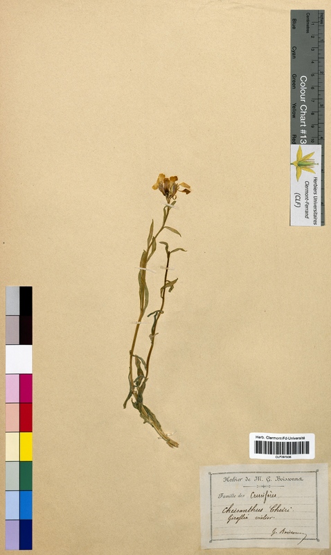Cheiranthus cheiri (Brassicaceae)