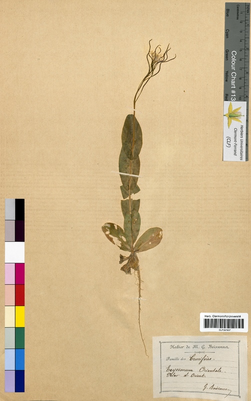 Erysimum orientale (Brassicaceae)