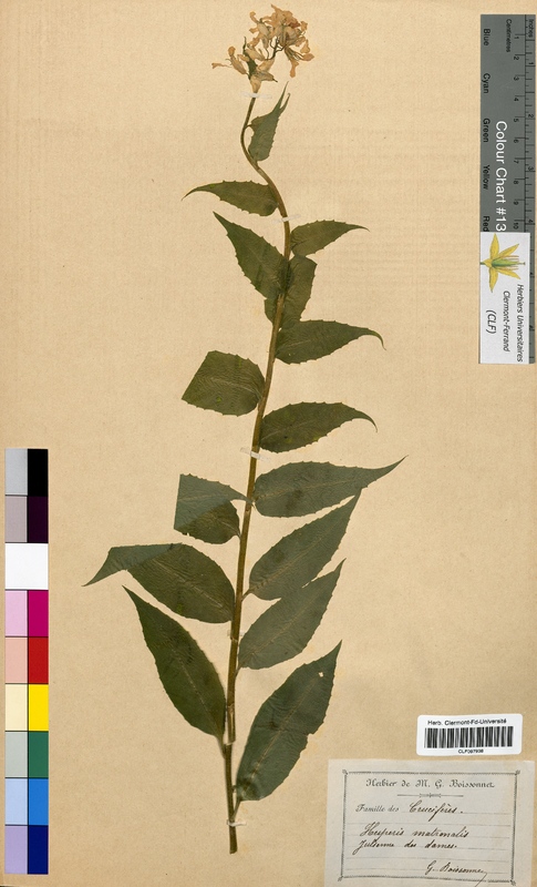 Hesperis matronalis (Brassicaceae)