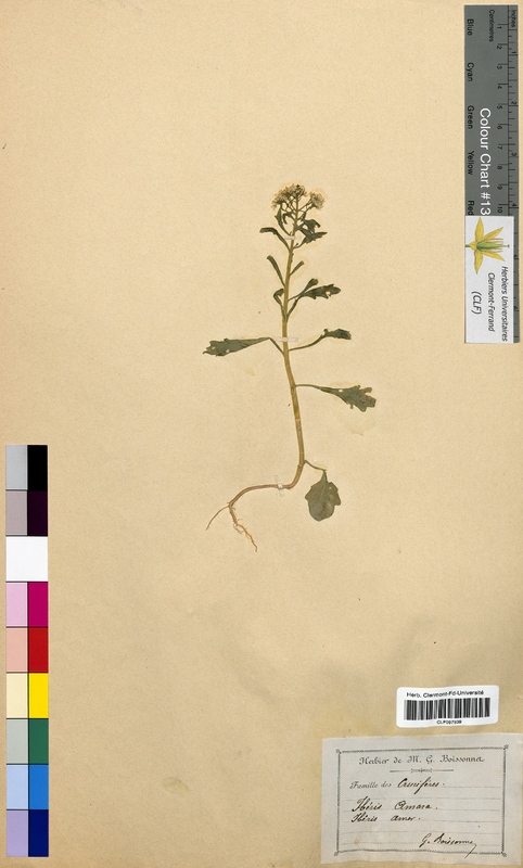 Iberis amara (Brassicaceae)