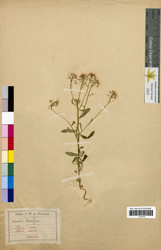 Iberis amara (Brassicaceae)