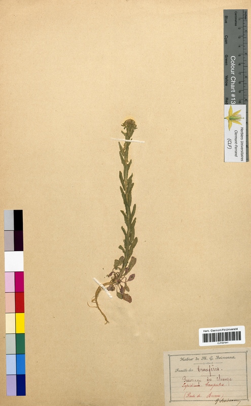 Lepidium campestre (Brassicaceae)