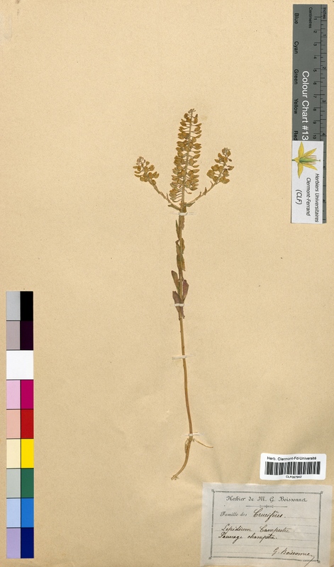 Lepidium campestre (Brassicaceae)