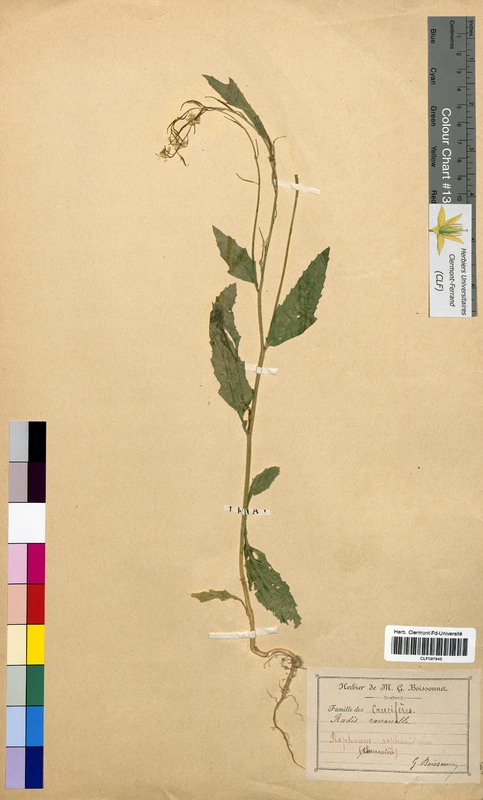 Raphanus raphanistrum (Brassicaceae)
