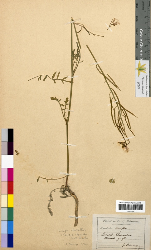 Sinapis cheiranthos (Brassicaceae)