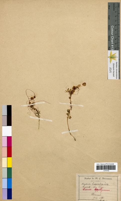 Cuscuta epithymum (Cuscutaceae)