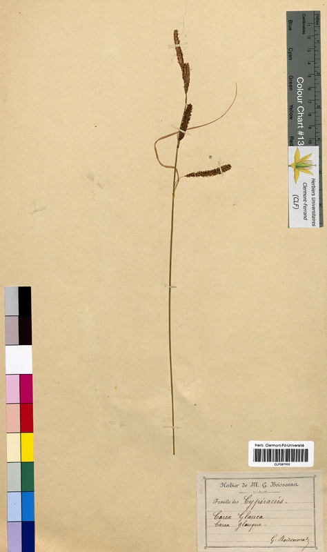 Carex glauca (Cyperaceae)