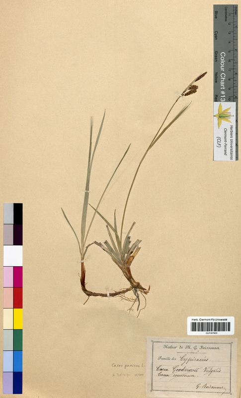 Carex panicea (Cyperaceae)