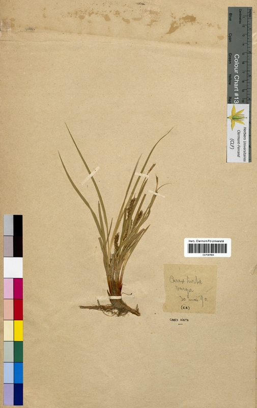 Carex hirta (Cyperaceae)