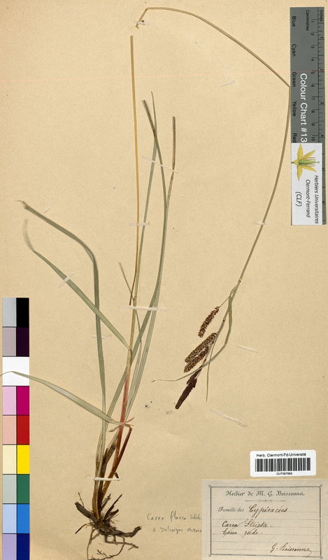 Carex flacca (Cyperaceae)